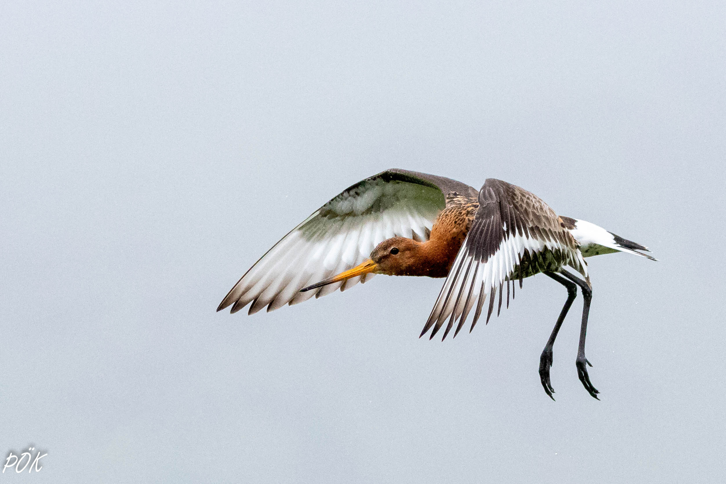 Black tailed godwit