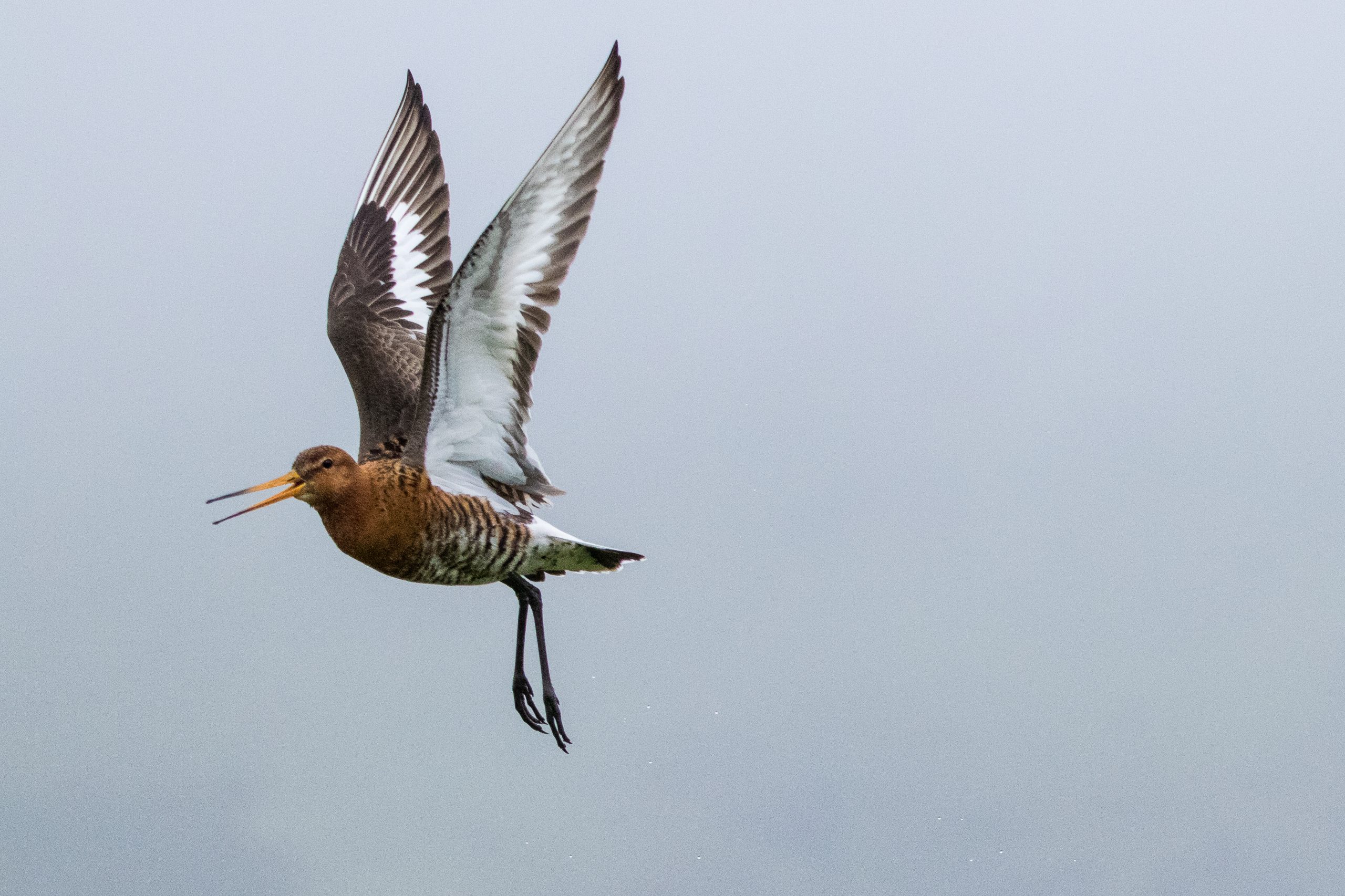 Black tailed godwit