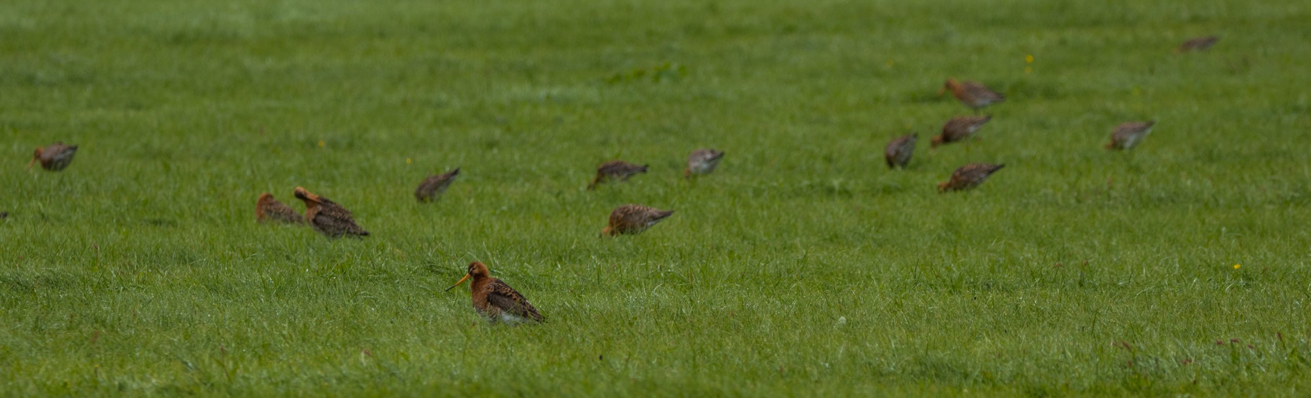 Black tailed gotwid