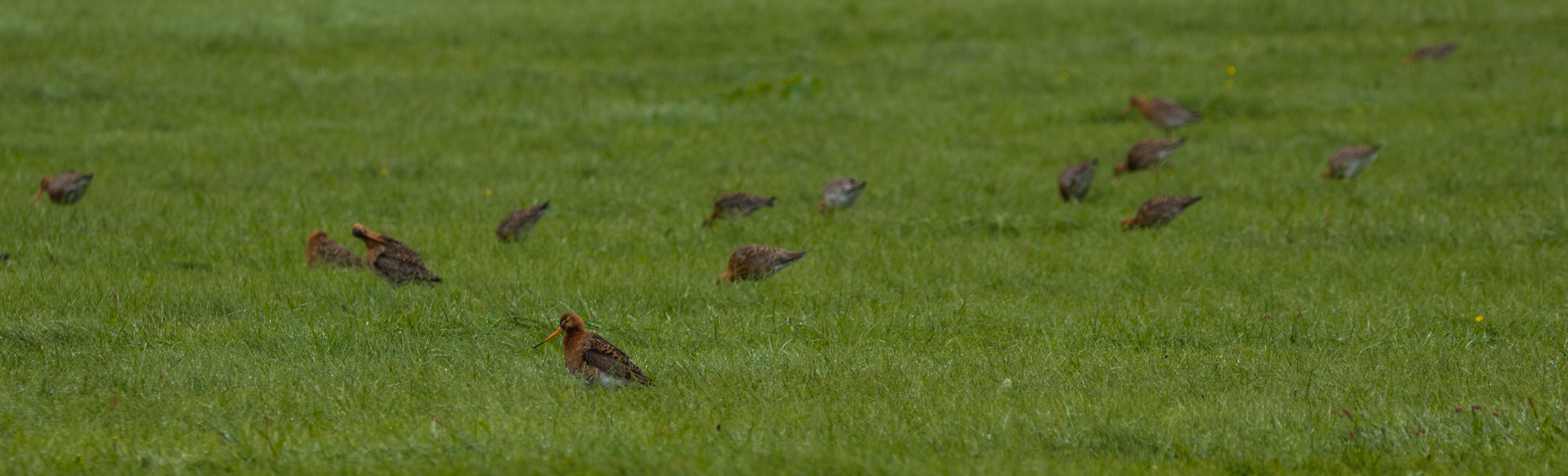 Black tailed gotwid